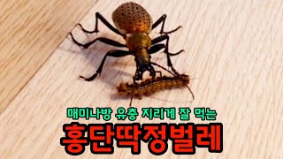 매미나방 유충 지리게 잘 먹는 홍단딱정벌레