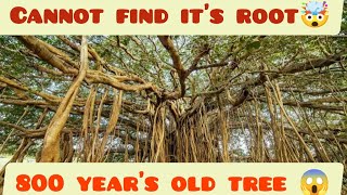 Legendary 800-year-old banyan tree in Telangana| Pillalamarri | Mahabubnagar