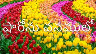 షారోను వనములో Song with Lyrics|Telugu Christian Songs|Latest Telugu Christian Songs|Talapati Bros