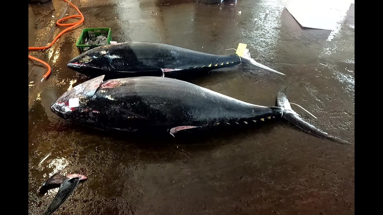 Quick Bluefin Tuna Cutting Process Youtube
