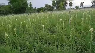 சம்மங்கி😍 தோட்டத்திற்கு தண்ணீர் பாய்ச்சுதல் #garden#shorts