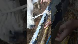 Hand on Hand of putting a rope on Cow's nose!!#shortsfeed #shortsviral #shortvideo #trendingvideo