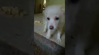 #dog  എന്റെ കൂട്ടുകാരന്റെ നായക്കുട്ടി🥰🥰❤️