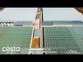 costa tomatoes 🍅 farmers in guyra nsw australia 🇦🇺