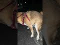 チャムのお勤め【モザイクなし】＃約束の時まで柴犬と 柴犬 真夜中の散歩