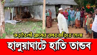 হালুয়াঘাটে হাতির তান্ডব | কড়ইতলী গ্রামে বসতবাড়িতে হানা | (চ্যানেল ইছামতি)