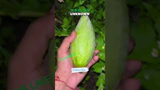 ककड़ी चोरी।। #funny #cucumber #love #viralvideo #viralshort #pahadi #pahadilifestyle #pahadivlogs