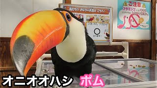 オニオオハシ　ポムちゃん　おやつを欲するあまり【掛川花鳥園】Toco toucan Pomme-chan Kakegawa Garden