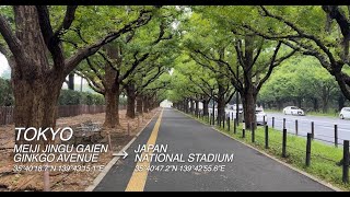 WALKINGTOUR 2024 August. MORNING [11] TOKYO MEIJIJINGU GAIEN GINKGO AVENUE to JAPAN NATIONAL STADIUM