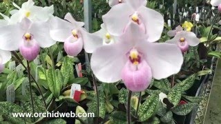 OrchidWeb - Paphiopedilum delenatii