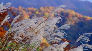 絶景紅葉の西吾妻スカイバレー