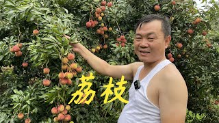 【老林赶野】網友都問老林還有沒有荔枝，果園剩下一棵雜品種，其它的都摘完了