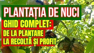 PLANTAȚIA DE NUCI CU 10.000 EURO PROFIT PE AN!