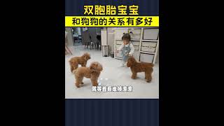 双胞胎宝宝和3只狗狗的关系有多好【萌星人火龙果】 #poodle #萌星人火龙果 #vlogs #贵宾犬