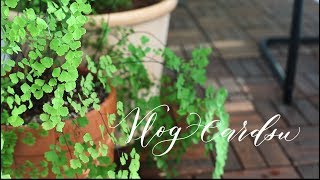 Vlog(eng) 봄맞이 베란다 정원/율마 쉽게 키우는 방법/Spring Balcony Garden/How to raise Yulma easily/집 꾸미기