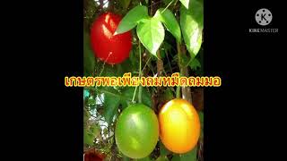 เพาะเมล็ดฟักข้าว