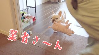 どうしても業者さんと遊びたい犬のソワソワ感がすごい【フレンチブルドッグのおかか】【frenchibulldog】293