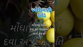 ઔષધી વનસ્પતિ છોડ 🌱🍀 #ખેડુતપુત્ર #દેશીઉપચાર #shots_video #shotsfeed #દવા #youtubeshorts