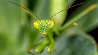 Το αλογάκι της Παναγίας - Mantis