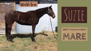 SOLD - Suzie - Walk/Trot