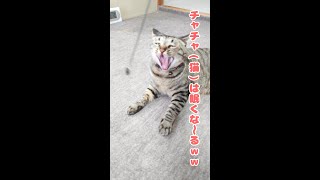 猫に催眠術かかるかな～ｗｗ