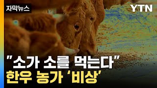 [자막뉴스] "소가 소를 먹는다"...한우 농가 '비상' 걸렸다 / YTN