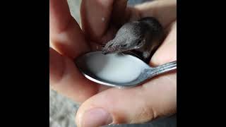 Rescued baby shrew drinking kitten milk replacement formula.