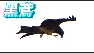 黑鳶_窗外鳥世界_Milvus migrans_2022-12-26