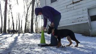 Yikes! agility foundation training - cone work