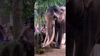 කොස් කන කණ්ඩුල 😀ඔයාලටත් කෝක ඕනැද #elephant kelani kandula hasthi lokaya