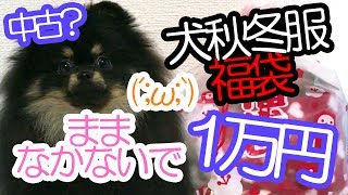 犬の秋冬服1万円の福袋を購入したら不愉快になったママと異様な雰囲気に困惑するポメラニアン【はなポメ#165】