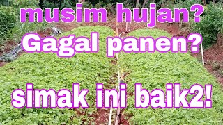 Menanam sayuran bayam di musim penghujan #kangkung