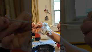 Processing Milkweed Seeds from the pod