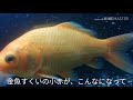 金魚水槽報告22「化け物金魚」こっちゃんの生き物係