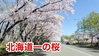 【桜名所・北海道】北海道で一番きれいなソメイヨシノ桜の名所　戸田記念墓地公園　The most beautiful Somei Yoshino cherry blossoms in Hokkaido