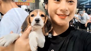 400农村狗市捡漏一只比格犬【天哥萌宠】