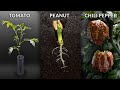 1161 Days in 4 Minutes | Plant Time-lapse Compilation