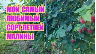 Летняя малина Октавия - самый поздний сорт из летних с прекрасной ягодой, урожайный и беспроблемный