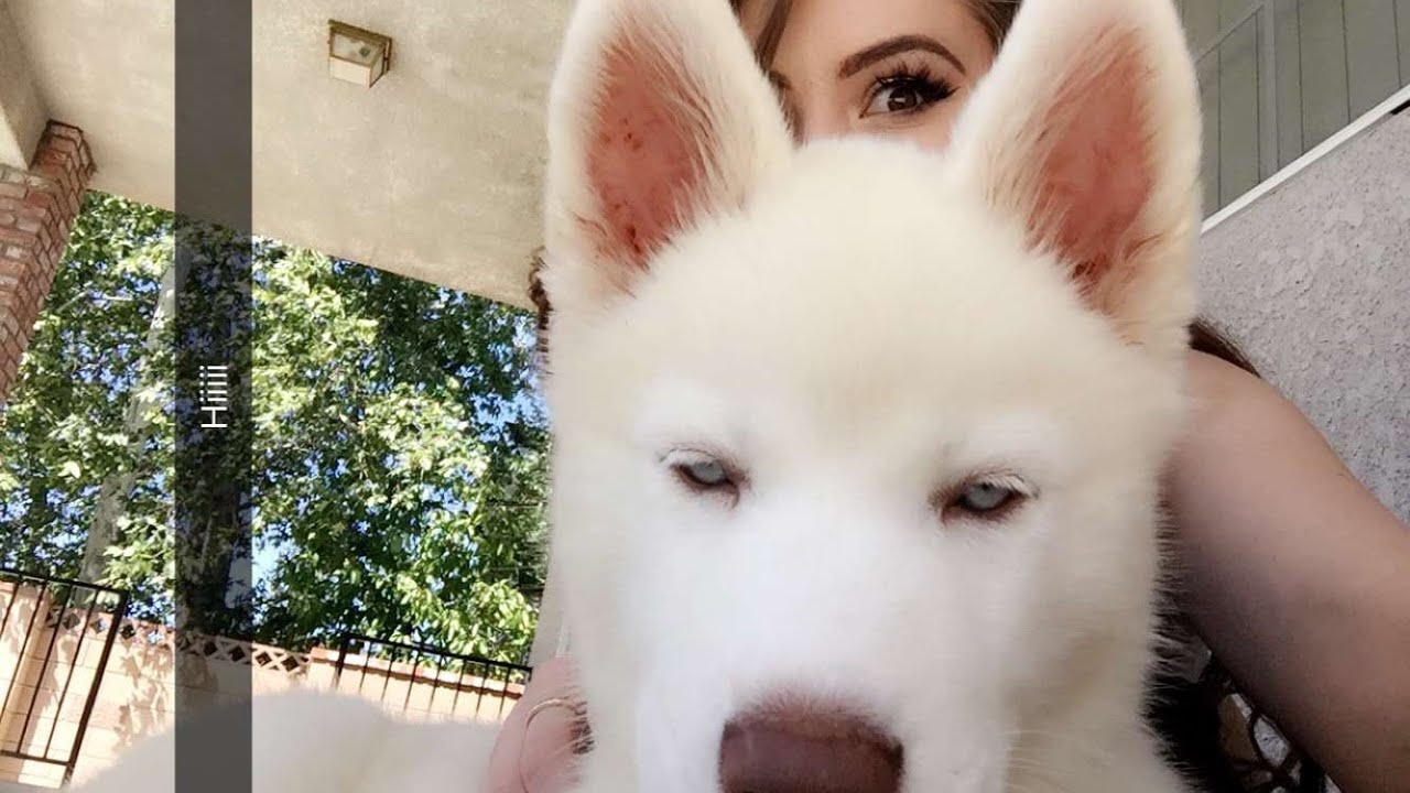 Puppy Training Youtube