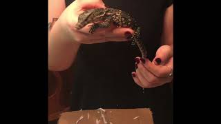 Unboxing Our NERD Asian Water Monitor