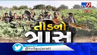 Wind flow brings swarm of locusts in Mehsana, farmers fear crop failure | TV9News