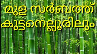 #MWorld കിടിലൻ മുള സർബത്ത് | Refreshing Bamboo Sarbath |