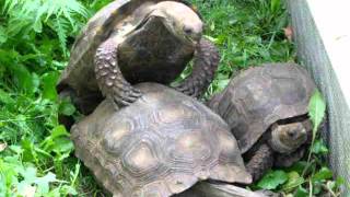 Exotarium Saint-Eustache - Accouplement Tortue