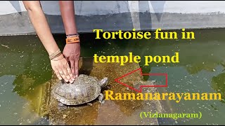 Tortoise fun in temple pond | Ramanarayam | Vizianagaram