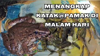 Menangkap katak atau pamak di malam hari.   #katak