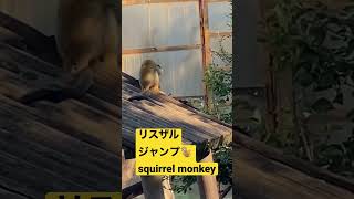 【squirrel monkey】リスザルジャンプ！【monkey】【ボリビアリスザル】