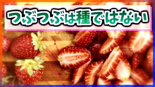 【ゆっくり解説】イチゴのつぶつぶは種ではない【今日の豆知識】