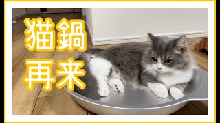 楽しそうに水遊びをする子猫！やっぱりうちの短足マンチカンはお水が得意です！