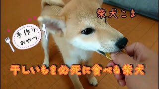 手作りの干し芋を必死で食べる柴犬【柴犬こま】Eat Shiba Inu Sweet Potato