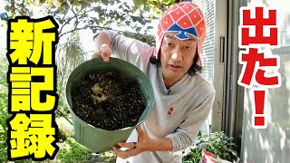 人生初の記録がでました　【園芸超人カーメン君】【超人的植え方】